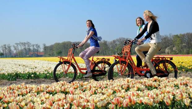 На велосипеде можно прокатиться вдоль цветущих полей и полюбоваться незабываемыми пейзажами Кёкенхофа