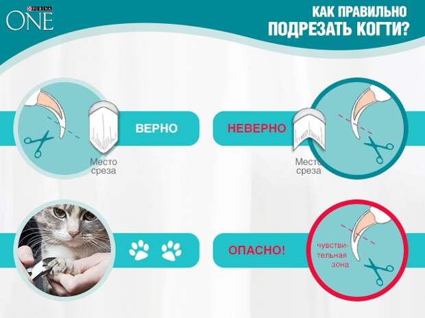 Как подстричь кошке когти
