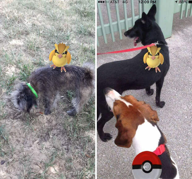 pokemon-go-dog-walking-animal-shelter-muncie-11