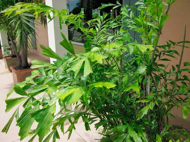 Комнатное растение Кариота (Caryota)