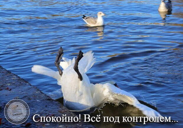 Спокойно