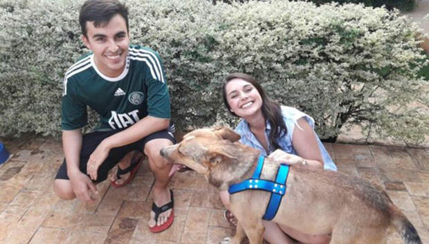 Непрошеный гость: Как бродячая собака чуть окончательно не испортила бразильскую свадьбу