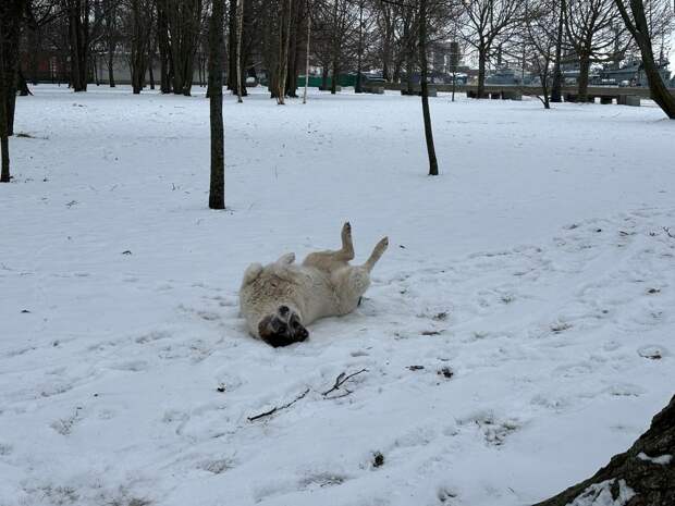 Жители Петербурга отдохнут от аномальных холодов только 18 января