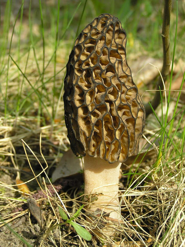 Fungi14 Самые красивые грибы в мире