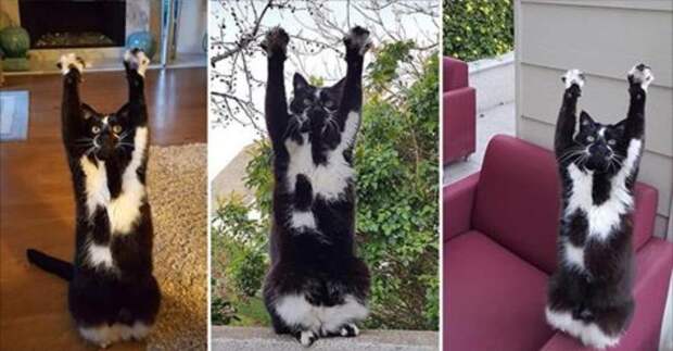 Своеобразный кот, который каждый раз поднимает лапы вот так, когда видит хозяина (12 фото)
