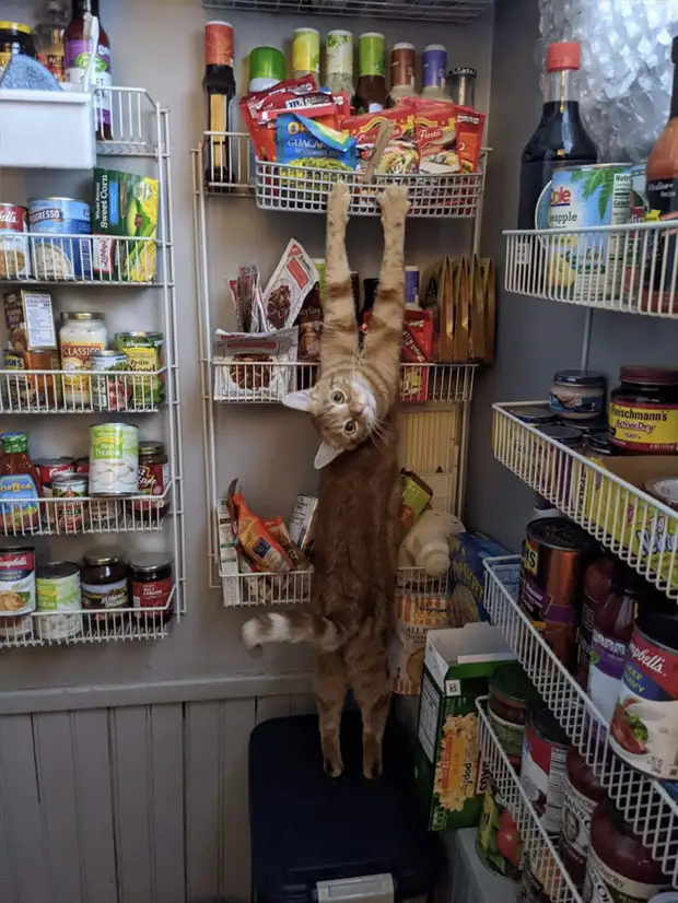 Bigpicture ru cats being weird weirdlilguys 6242d15f502b4 700