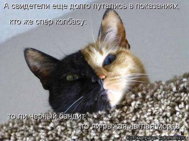 Котоматрицы(картинки с надписями)