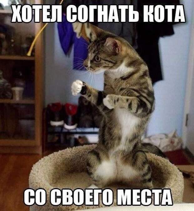 Смешные фото приколы и мемы с котами и кошками Смешные фото приколы и мемы с котами и кошками животные, коты, прикол, юмор