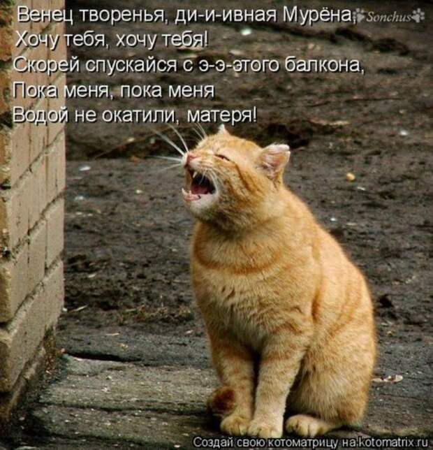 Лучшие котоматрицы недели, 35 шт.