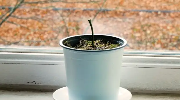 Размножаем комнатные растения черенками – вот как это работает!