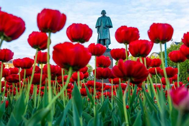 В Москве расцвели первые тюльпаны
