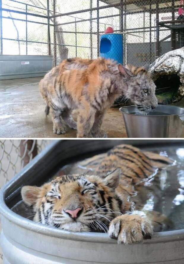 Поступки, которые хранят в нас веру в человечность (20 фото) Поступки, которые хранят в нас веру в человечность (20 фото)