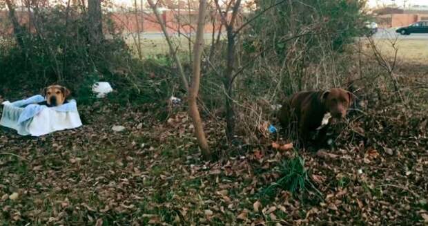 abandoned-dog-7