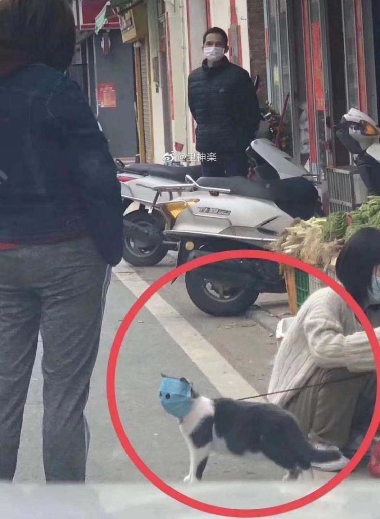 Терпи, Мяо! Фото кота в защитной маске не по размеру стало вирусным в соцсетях.
