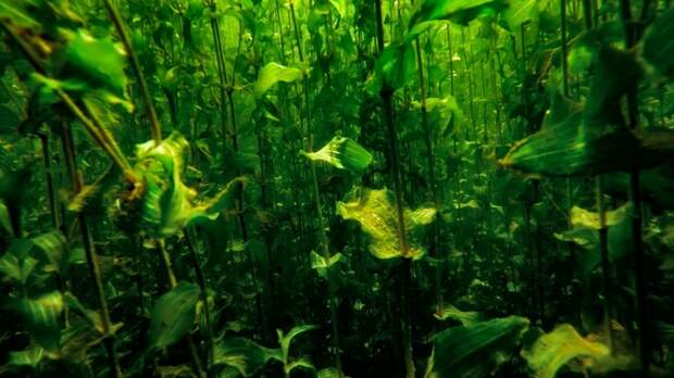 Осенние тайны подводного мира Телецкого озера запечатлели в Алтайском заповеднике. Фото