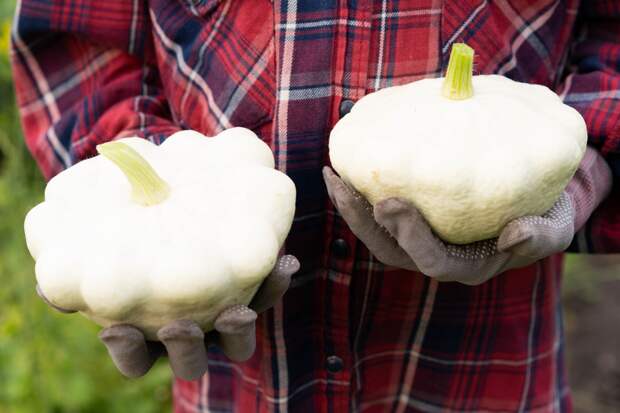 Патиссоны: виды и сорта, посадка, выращивание и уход