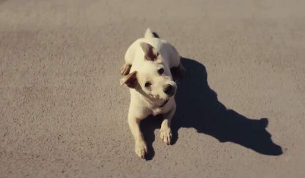 Появились первые кадры семейной картины «Моя собака — космонавт»