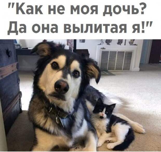 Свежие прикольные фотомемы (25 шт)