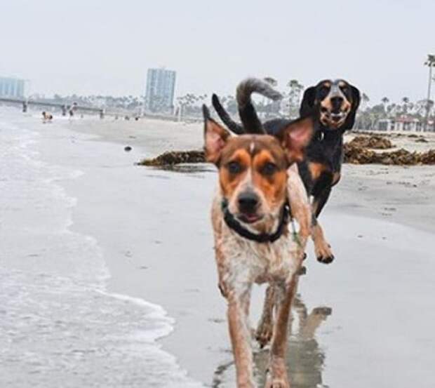 Собаки на пляже