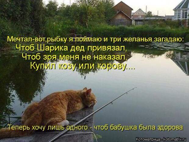 Лучшие котоматрицы недели (50 фото)