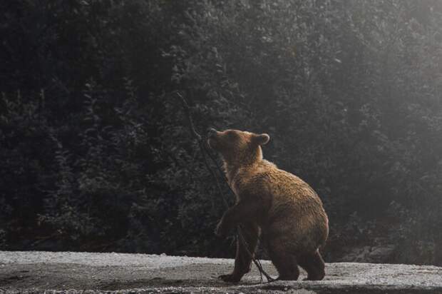 Грибников из Нижегородской области предупредили об опасности встречи с медведем