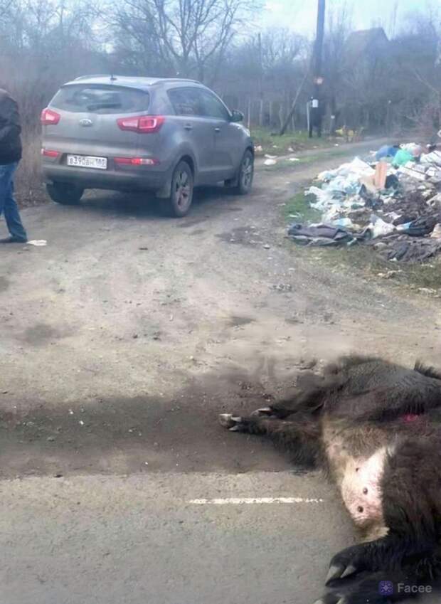 Сбили дикого кабана на трассе Донецк-Моспино