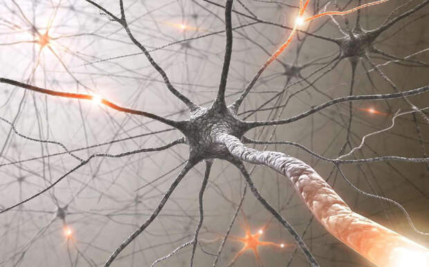 Нейронная сеть мозга