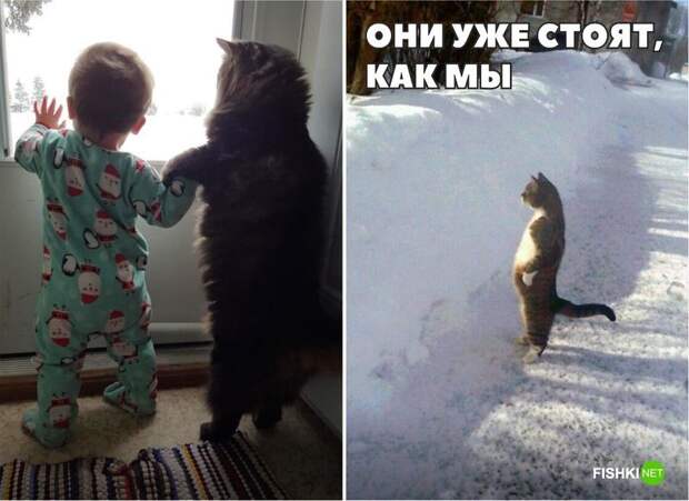 20 фотографий, доказывающих, что кошки медленно превращаются в людей кот, юмор