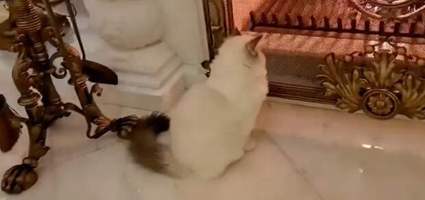 Кот Оксаны Марченко