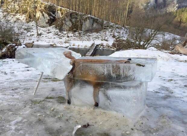 Лиса вмерзла в лед в Германии