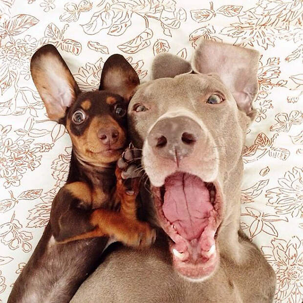 Как животные становятся звездами интернета bffdogs07 Как животные становятся звездами интернета