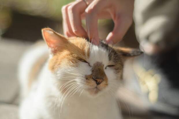 Как дикие кошки незаметно подчинили себе человечество