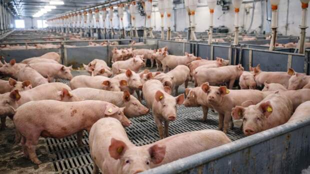 Свиньи / Свинокомплекс / Ферма / Изображение сгенерировано ИИ ChatGPT / amic.ru