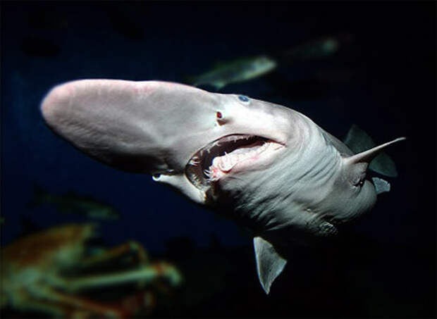 Крымские рыбаки выловили акулу-гоблина - Клуб аквариумистов
