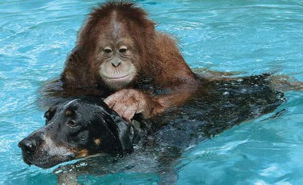 дружба животных орангутанг и пёс