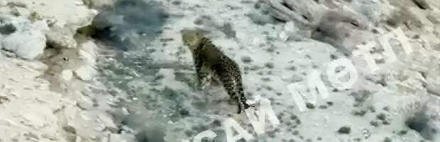 Редкий хищник вновь появился в Мангистау