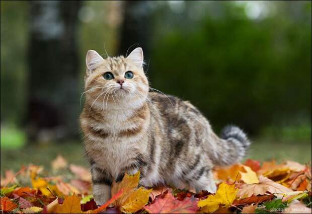 Британская короткошерстная кошка и осень " SwTeam.info