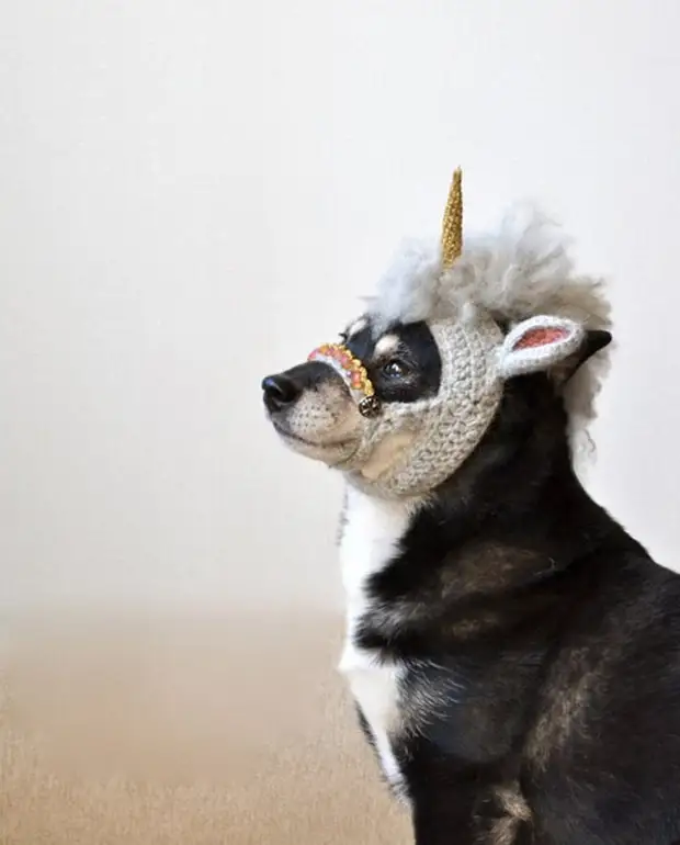 милые радужные щенки. собака единорог. собака в костюме единорога. головной убор с рогом единорога. собака единорог.