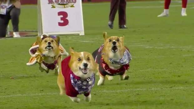 Corgi Cup 49ers Dog Race