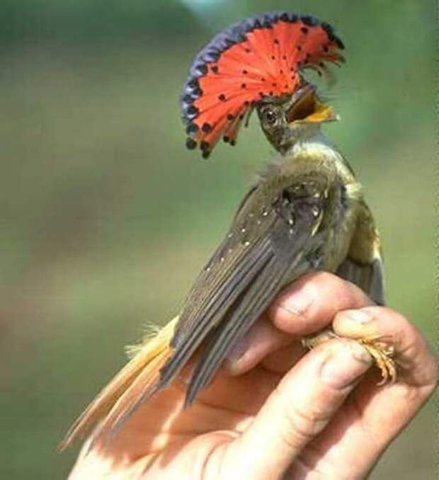 rareanimals28 rareanimals28 Животные, о существовании которых вы может даже и не знали