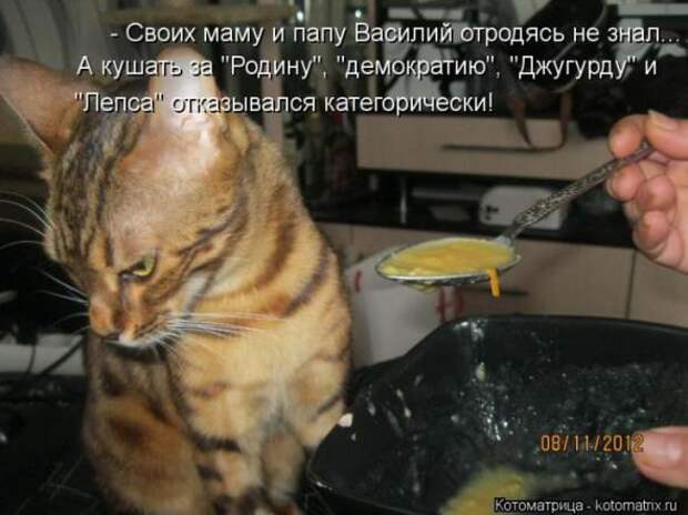 Котоматрицы(картинки с надписями)