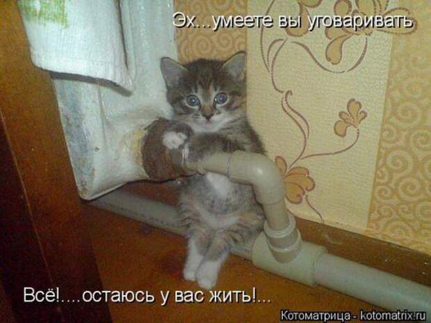 Котоматрицы (картинки с надписями)