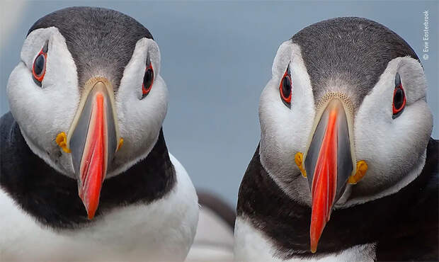 Победители фотоконкурса Wildlife Photographer of The Year 2020