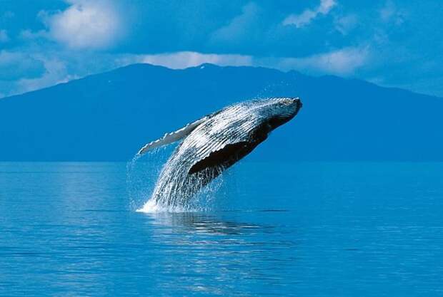 4. О чем поют горбатые киты? космос, природа, странности, тайны