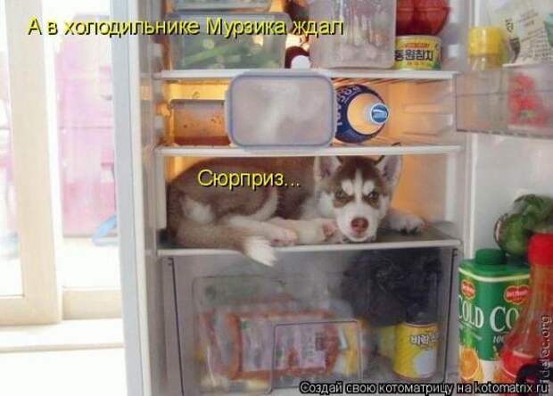 Котоматрицы(картинки с надписями)