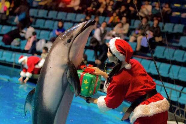 Рождественское представление в дельфинарии в Токио