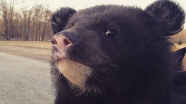 Медвежонок Потап из контактного зоопарка Ленобласти проверил на прочность новые снегоходы