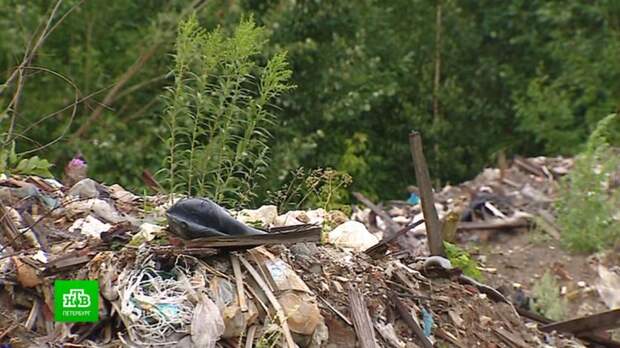 Губернатор Ленобласти потребовал наказать лесничих за свалки на природе