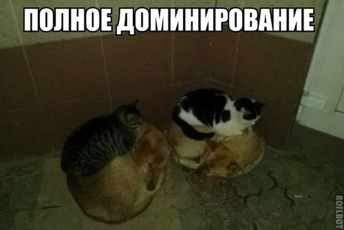Картинки по запросу веселые фото приколы ржачные
