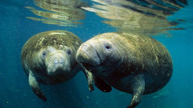 herd of cute manatees